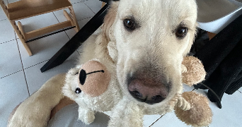 alexis pet sitter à BESANCON 25000_0