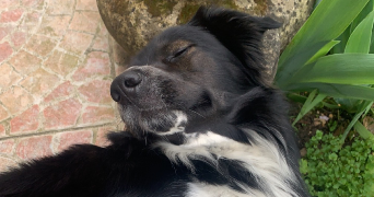 marion pet sitter à NEUILLY SUR MARNE 93330_1
