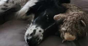 margaux pet sitter à MESNIL ROC H 35720_1