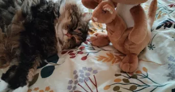 sandrine-myriam pet sitter à ROMAGNAT 63540