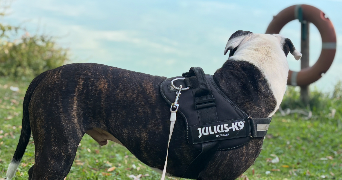 charlyne pet sitter à MONTVILLE 76710_7