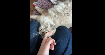 marthe pet sitter à PARIS 03 75003_1