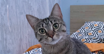 alexis pet sitter à STE LUCE SUR LOIRE 44980_2