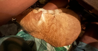 alexann pet sitter à LAON 02000_1