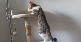 audrey pet sitter à PAU 64000_5
