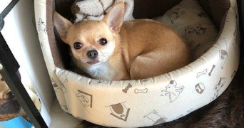 Sylvie pet sitter à VILLEBLEVIN 89340_7