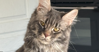 jade pet sitter à SORGUES 84700_6