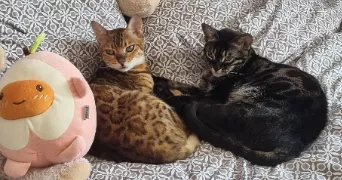céline cat sitter à OZOIR LA FERRIERE 77330