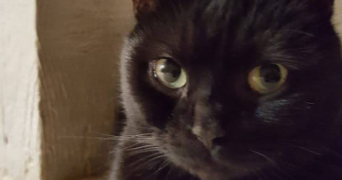 enola pet sitter à MONTGERON 91230_1