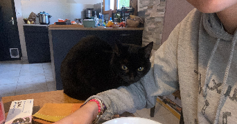 perrine pet sitter à BALAZE 35500_7