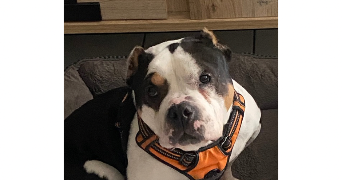 marie pet sitter à PONTAULT COMBAULT 77340_18