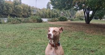 david pet sitter à COURBEVOIE 92400_1