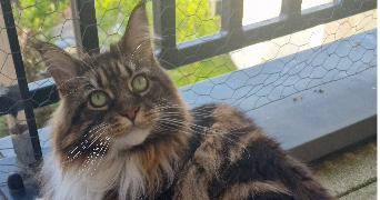 laure pet sitter à CLAMART 92140_3