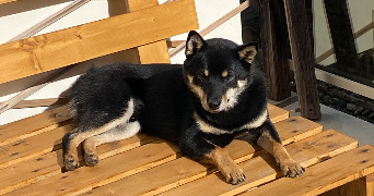 loeva pet sitter à TOULOUSE 31100_2