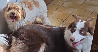 ambre pet sitter à PUSIGNAN 69330_4