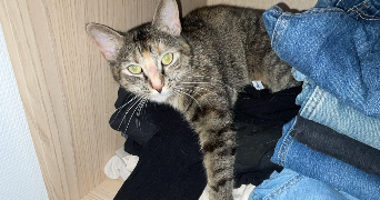 lyna pet sitter à REIMS 51100_6