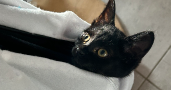 océane pet sitter à MAS GRENIER 82600_8