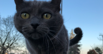 laura pet sitter à Sainte-Foy-lès-Lyon 69110_4