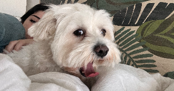 lilou lamaisonbyl  pet sitter à VESCOVATO 20215_6