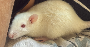 ines pet sitter à BEZIERS 34500_1