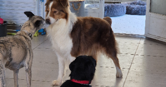 mélanie pet sitter à ST SYLVESTRE 87240_5