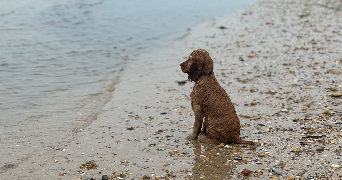 niels  pet sitter à OUISTREHAM 14150_8