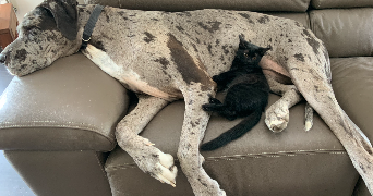 camille pet sitter à SOUFFELWEYERSHEIM 67460_3