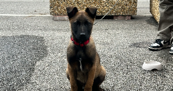marion pet sitter à MARTIGUES 13500_3