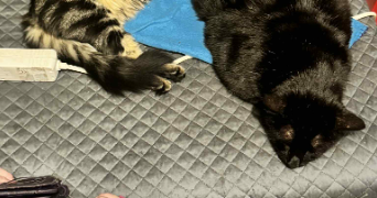 nadège pet sitter à Metz 57070_4