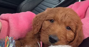 iness pet sitter à CHATEAUROUX 36000