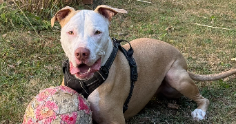 morgane pet sitter à LE MESNIL ST DENIS 78320_8