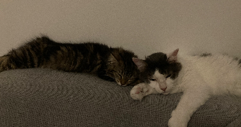 aurélie pet sitter à SAINS EN GOHELLE 62114_3