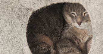 nadiia pet sitter à GOURNAY SUR MARNE 93460_4