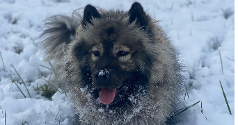 laurine pet sitter à Aix-les-Bains 73100_7