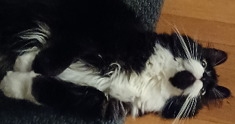 margot cat sitter à PARIS 16 75016_5