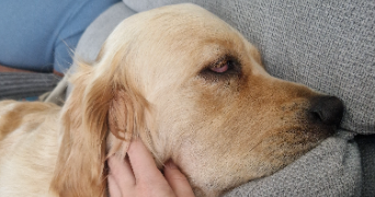 marion pet sitter à ARZANO 29300_1