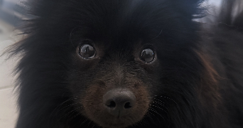  josiane pet sitter à ST ORENS DE GAMEVILLE 31650_0