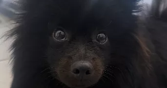  josiane pet sitter à ST ORENS DE GAMEVILLE 31650