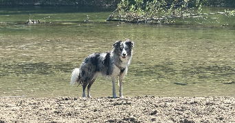 noémi et isao pet sitter à ANNECY 74000_8