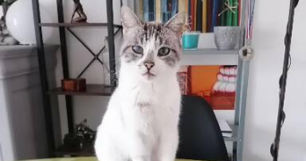 monique pet sitter à VALLON PONT D ARC 07150_0