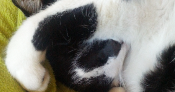 emma pet sitter à FABREGUES 34690_1