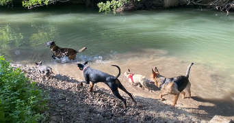 anaelle pet sitter à REIMS 51100_8