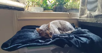 juliette pet sitter à PARIS 15 75015