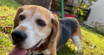 thomas pet sitter à ARGENTEUIL 95100_1