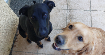 mathilde pet sitter à Montbéliard 25200_6