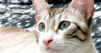 nasma pet sitter à POITIERS 86000_6