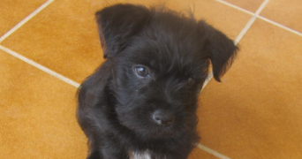 amanda pet sitter à TOURS 37000_1
