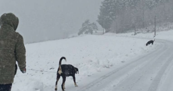 justine pet sitter à AMBERT 63600_5