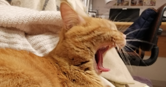 violette pet sitter à LYON 07 69007_0