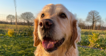 maellys pet sitter à ST MALO 35400_2